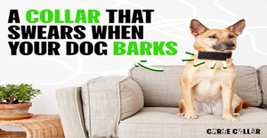 Curse Collar - IS THIS REAL?The Curse Collar is a real dog collar that will play a swear word every time your dog barks.  Shop Now And Receive $2 Cashback.