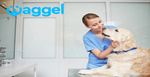 Waggel - Lifetime Pet Insurance, Powered By Tech & Fuelled By Social Good. Includes Free Vet Video Calls And Other Exclusive Offers From Leading Pet Brands